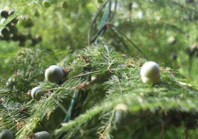 文竹种子观叶植物耐阴喜暖阳台四季文竹盆栽盆景植物室内