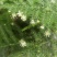 文竹种子观叶植物耐阴喜暖阳台四季文竹盆栽盆景植物室内