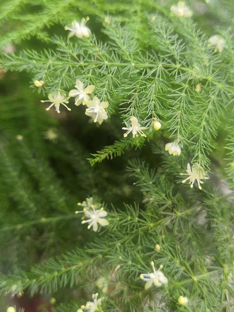 文竹种子观叶植物耐阴喜暖阳台四季文竹盆栽盆景植物室内