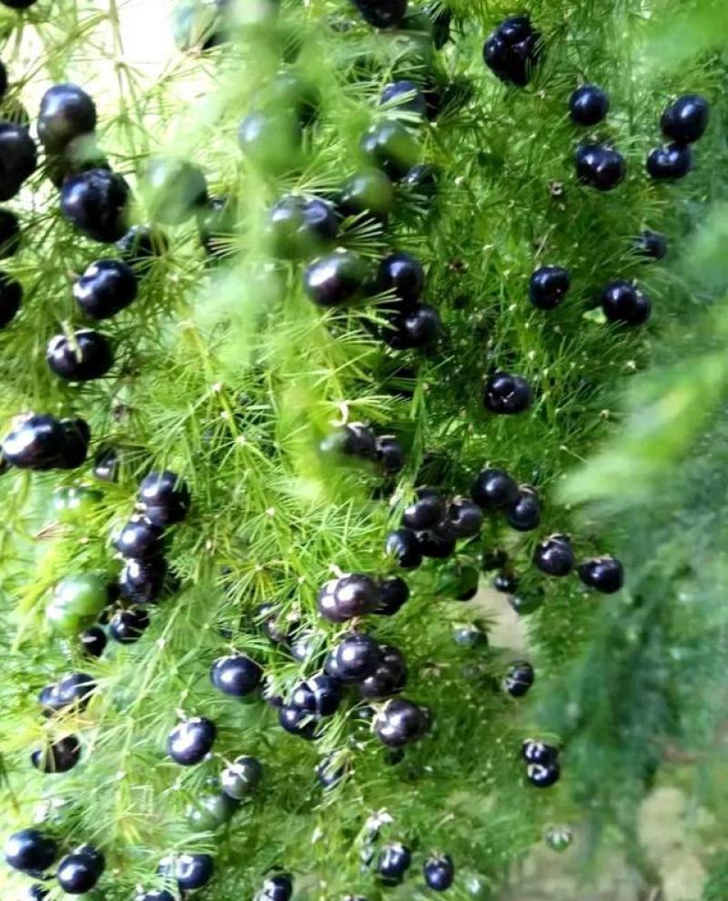 文竹种子观叶植物耐阴喜暖阳台四季文竹盆栽盆景植物室内