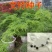 文竹种子观叶植物耐阴喜暖阳台四季文竹盆栽盆景植物室内