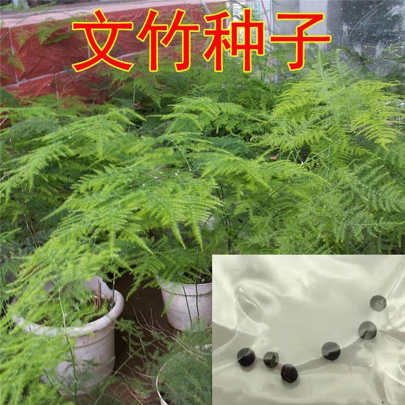 文竹种子观叶植物耐阴喜暖阳台四季文竹盆栽盆景植物室内