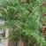 文竹种子观叶植物耐阴喜暖阳台四季文竹盆栽盆景植物室内