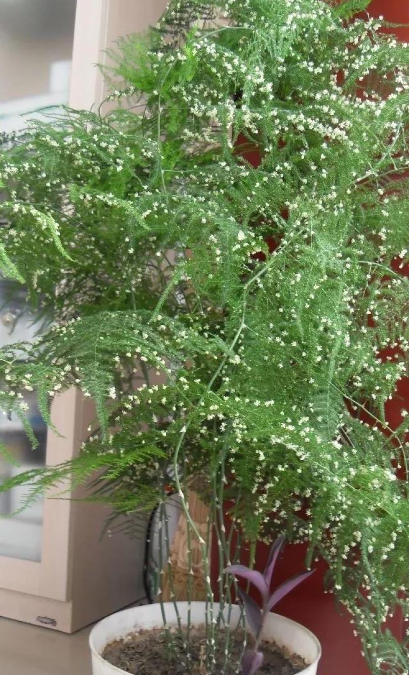文竹种子观叶植物耐阴喜暖阳台四季文竹盆栽盆景植物室内