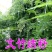 文竹种子观叶植物耐阴喜暖阳台四季文竹盆栽盆景植物室内