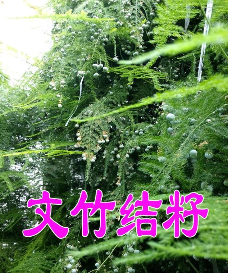 文竹种子观叶植物耐阴喜暖阳台四季文竹盆栽盆景植物室内