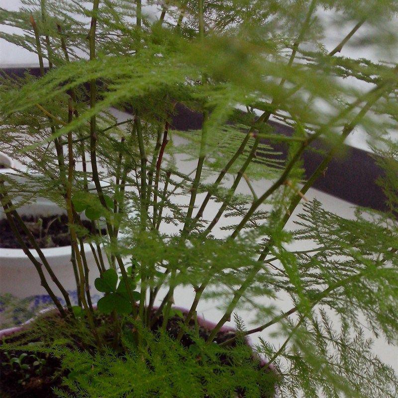 文竹种子观叶植物耐阴喜暖阳台四季文竹盆栽盆景植物室内