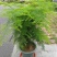 文竹种子观叶植物耐阴喜暖阳台四季文竹盆栽盆景植物室内