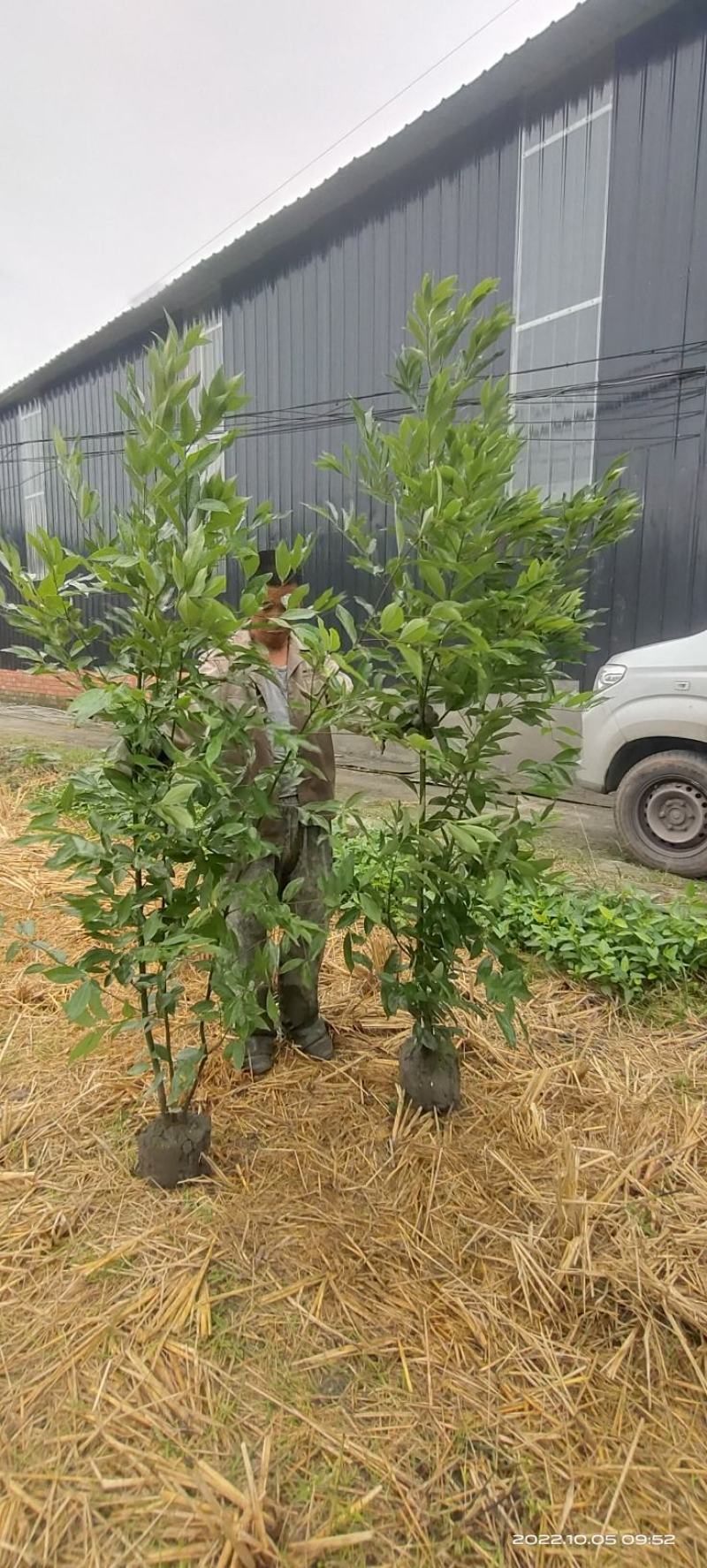 自家苗圃长年大量供应天竺桂绿篱，鸡屎树各种苗木，诚信经营