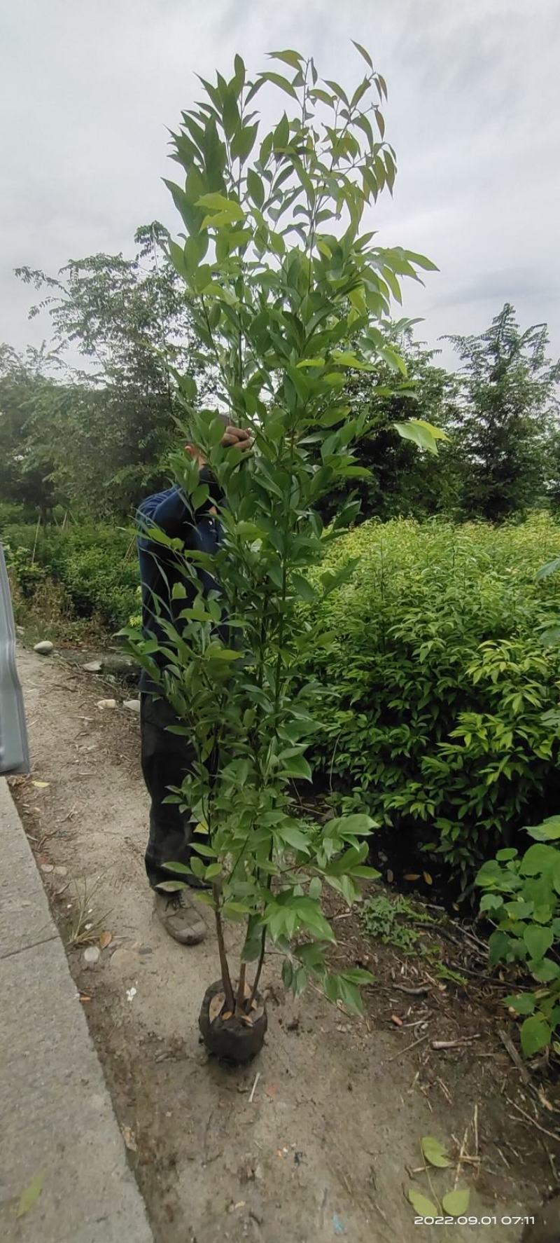 自家苗圃长年大量供应天竺桂绿篱，鸡屎树各种苗木，诚信经营