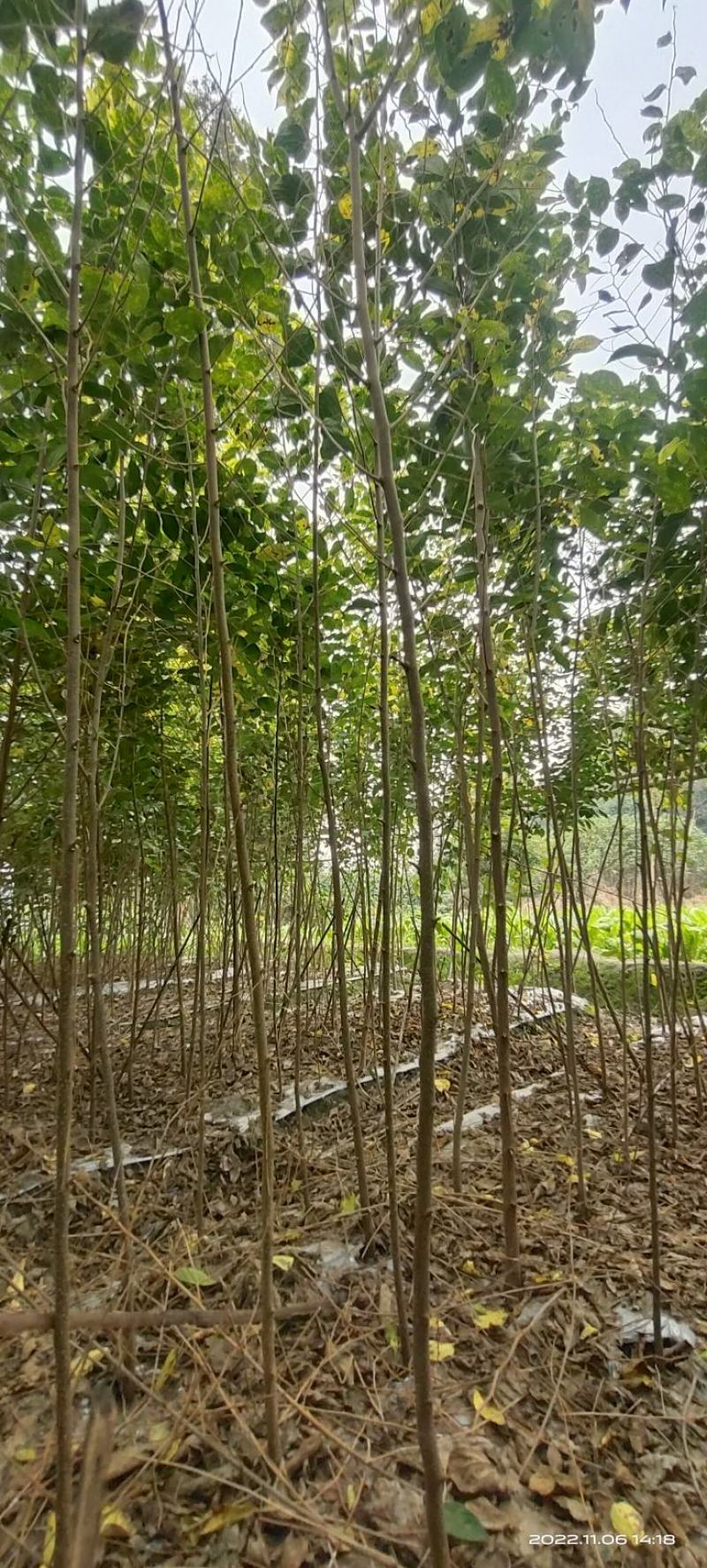 自家苗圃长年大量供应天竺桂绿篱，鸡屎树各种苗木，诚信经营