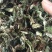 白背仔地胆草，广东肇庆高要大山釆摘阳光晒干无硫，