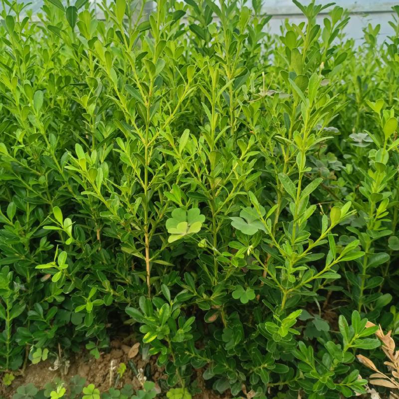 沂蒙山小叶瓜子黄杨专业繁育基地各种规格大小苗