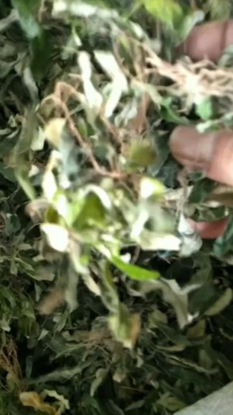 白背仔地胆草，广东肇庆高要大山釆摘阳光晒干无硫，