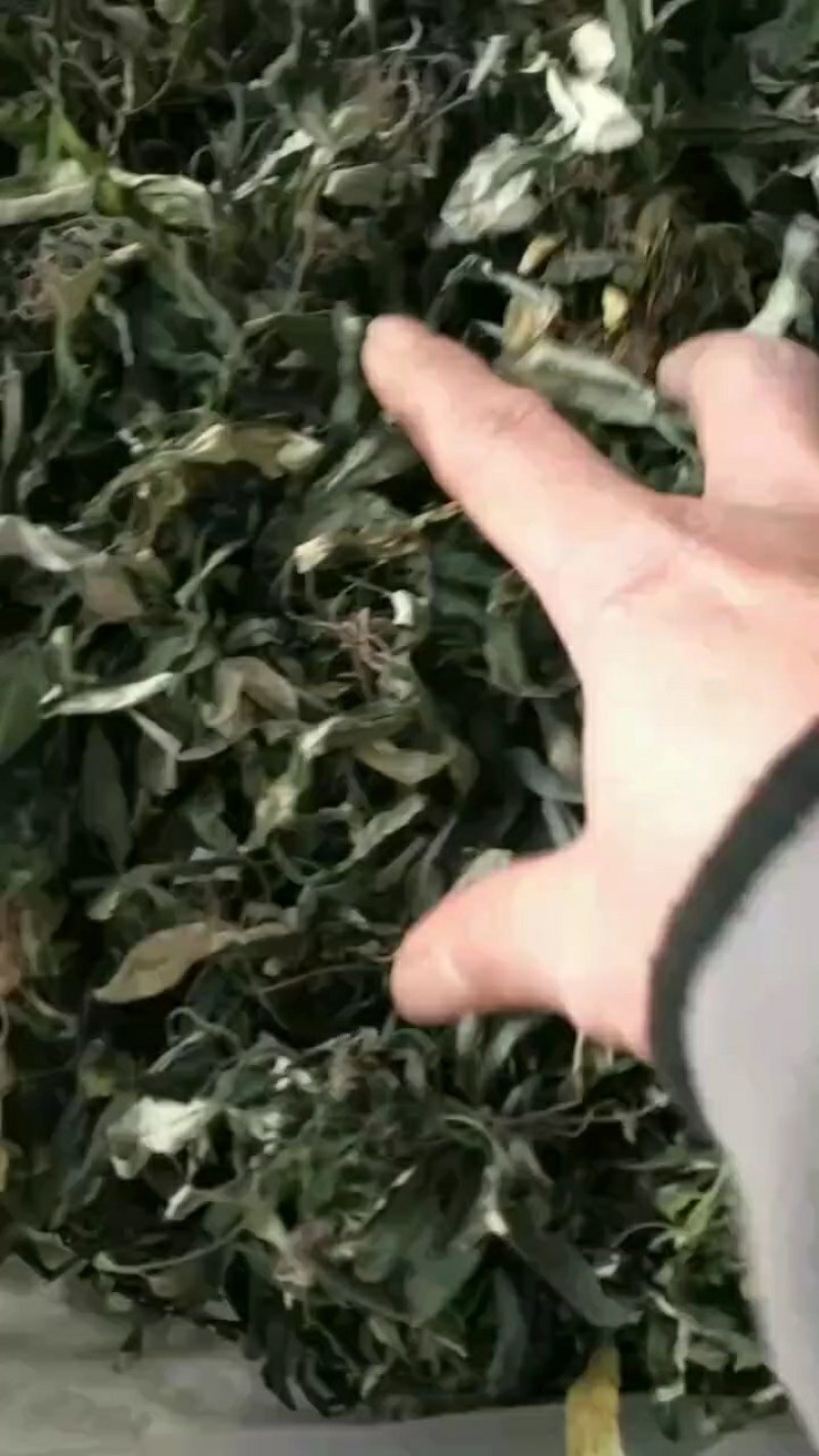 白背仔地胆草，广东肇庆高要大山釆摘阳光晒干无硫，