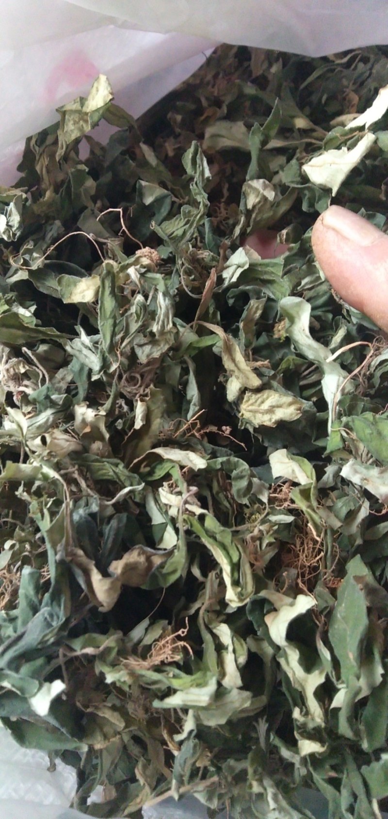 白背仔地胆草，广东肇庆高要大山釆摘阳光晒干无硫，