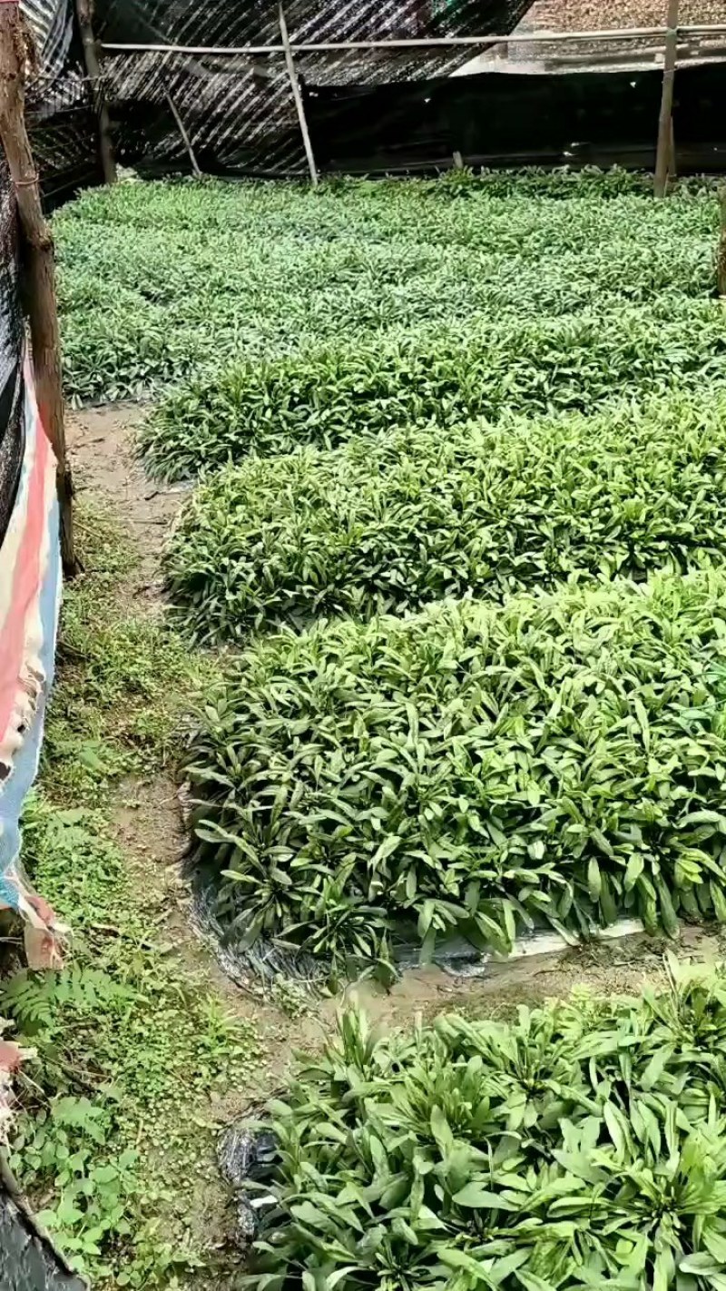 白背仔地胆草，广东肇庆高要大山釆摘阳光晒干无硫，