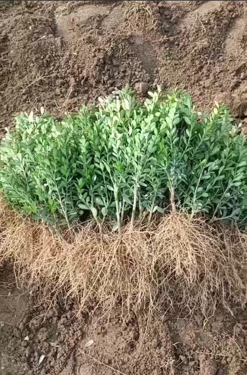 沂蒙山小叶瓜子黄杨专业繁育基地各种规格大小苗