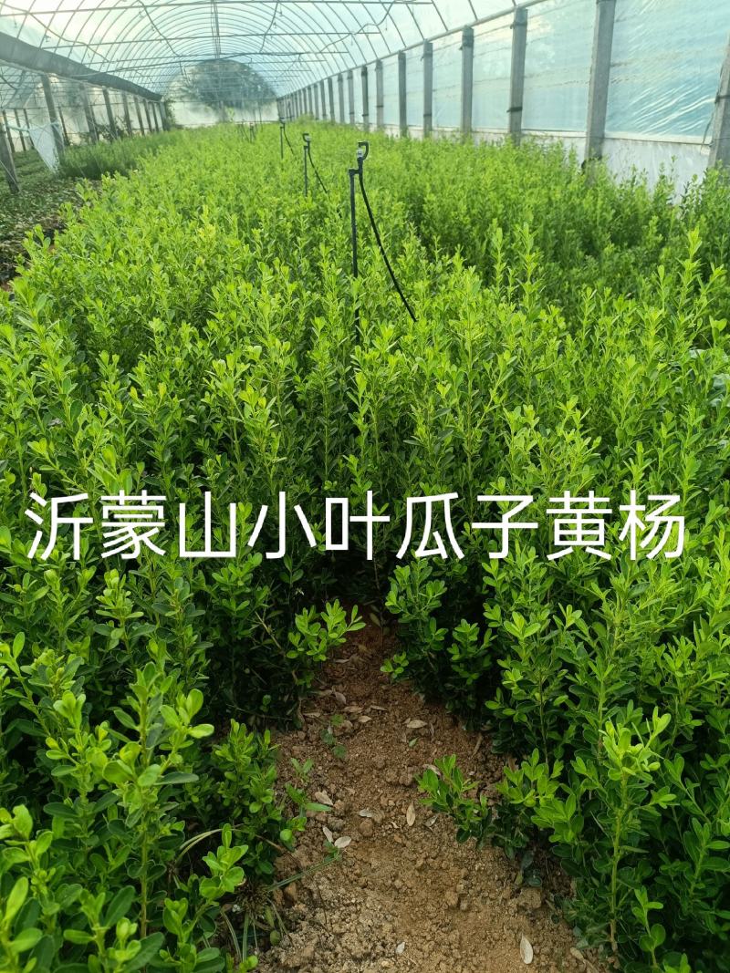 沂蒙山小叶瓜子黄杨专业繁育基地各种规格大小苗