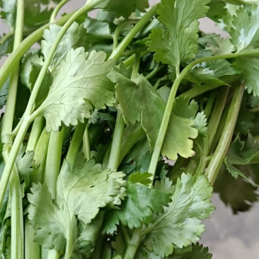 大棚香菜须要的联系可代收代发