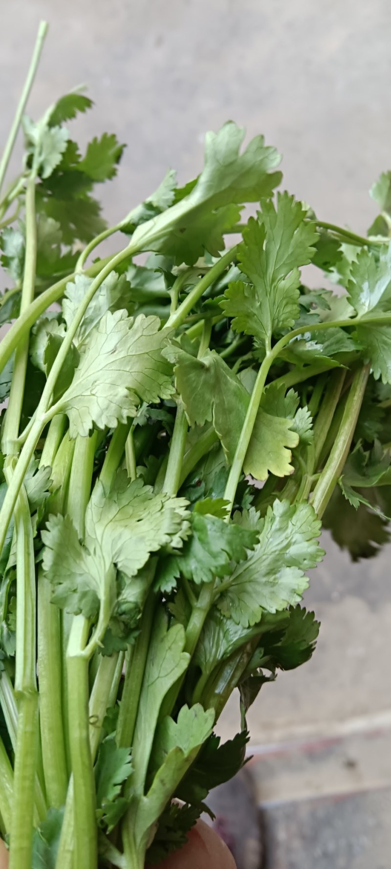 大棚香菜须要的联系可代收代发
