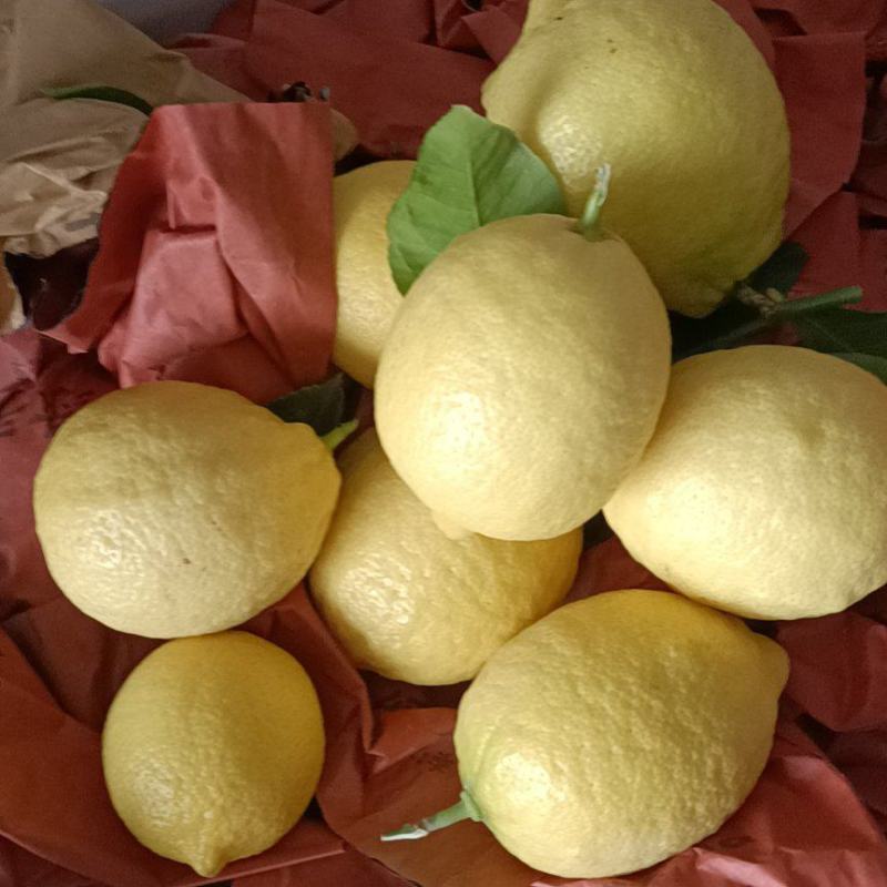 安岳柠檬