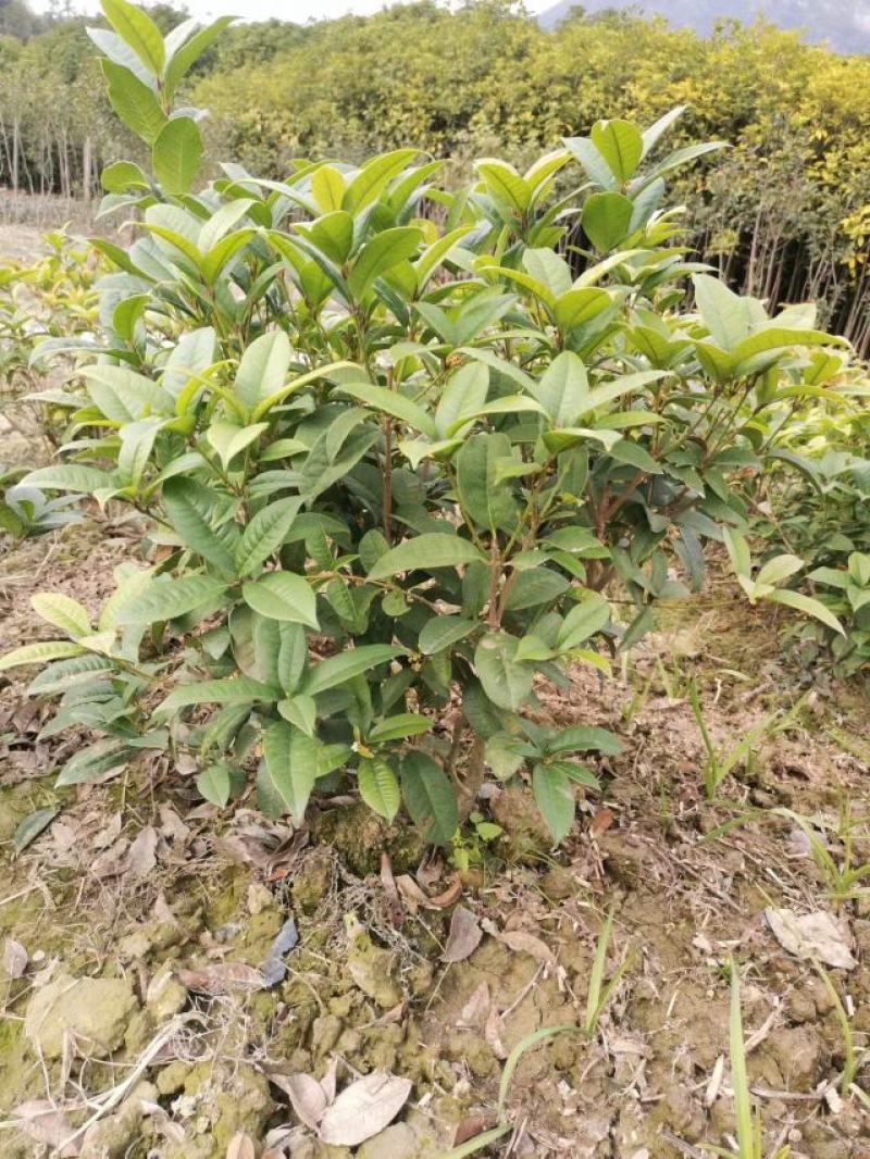 【热卖】桂花树四季桂球现挖现发苗圃直供可视频看货