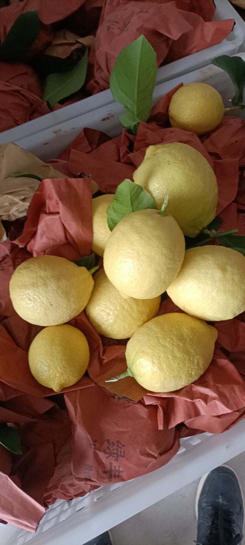 安岳柠檬