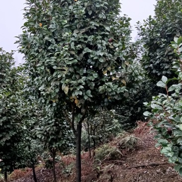 耐寒，耐热，高分枝，米径5到7公分