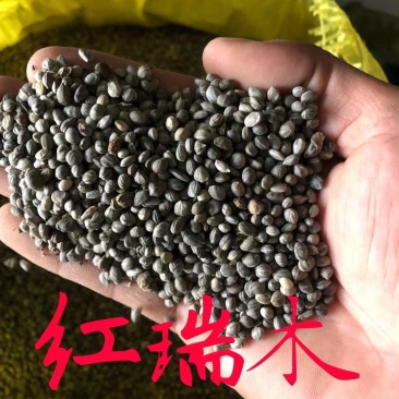 产地批发红瑞木种子偃伏莱木种子当年新采量大从优