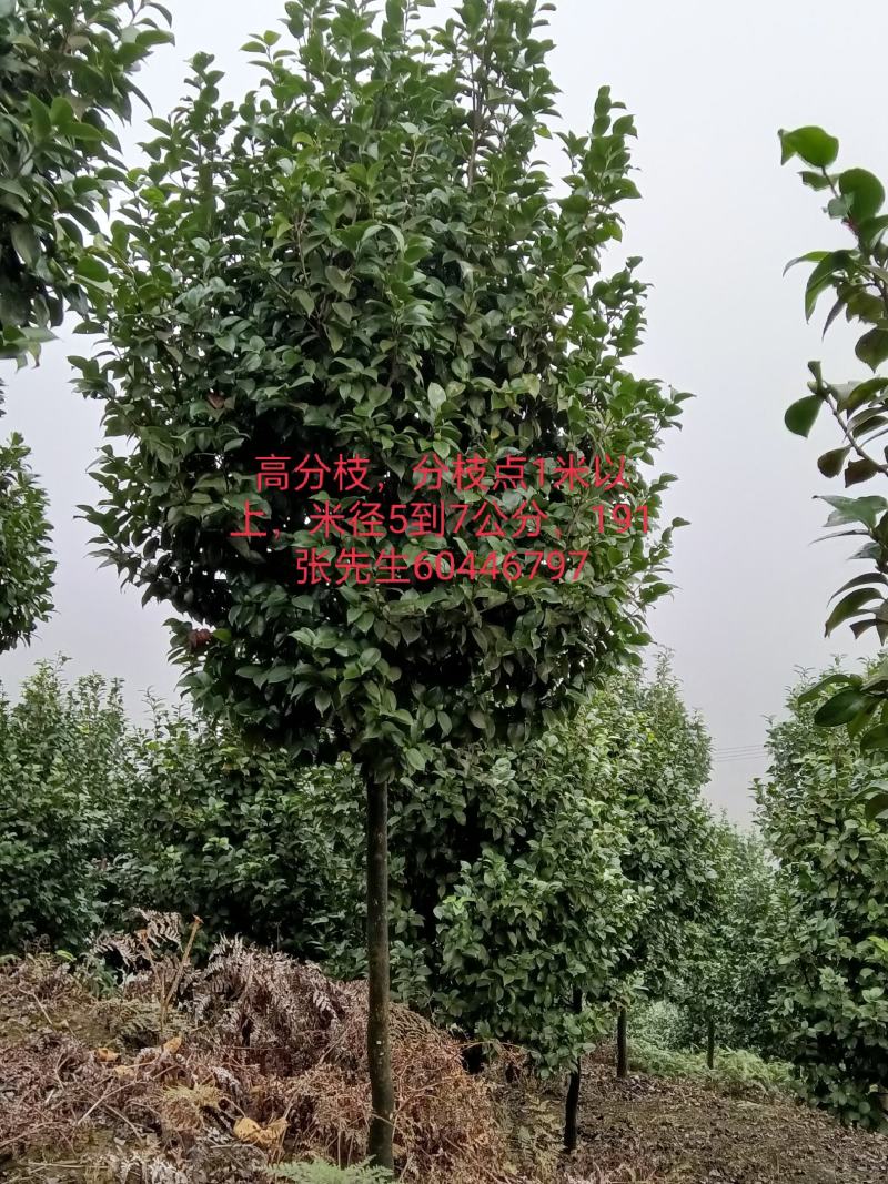 耐寒，耐热，高分枝，米径5到7公分