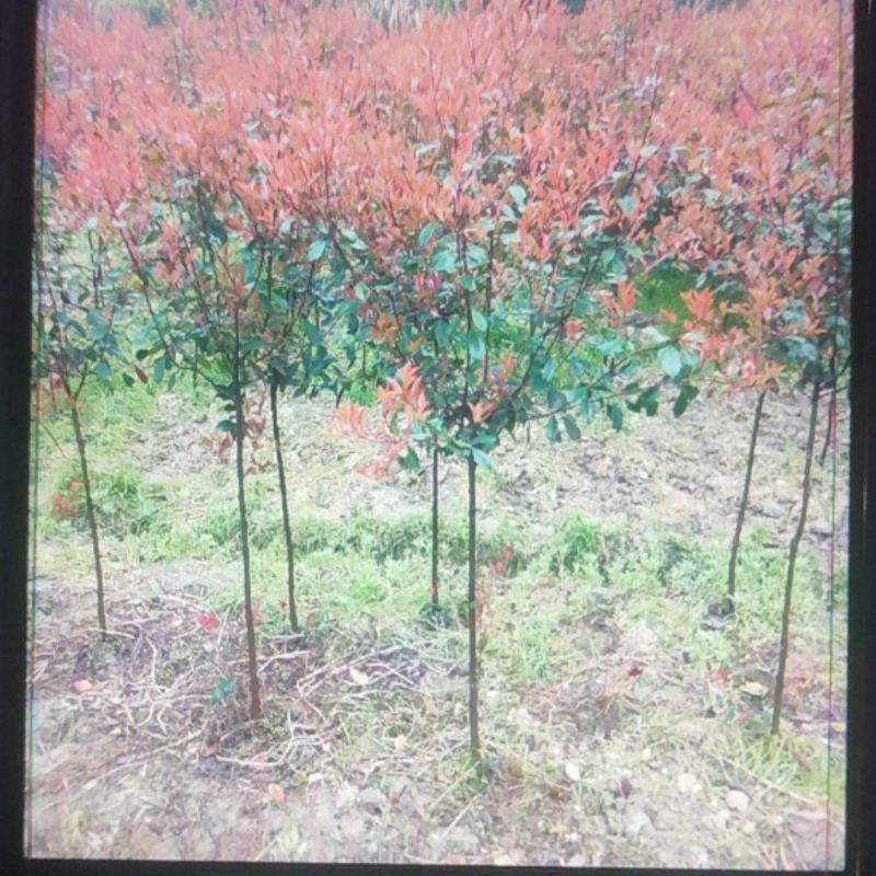 【自产自销】红叶石楠球2-5公分