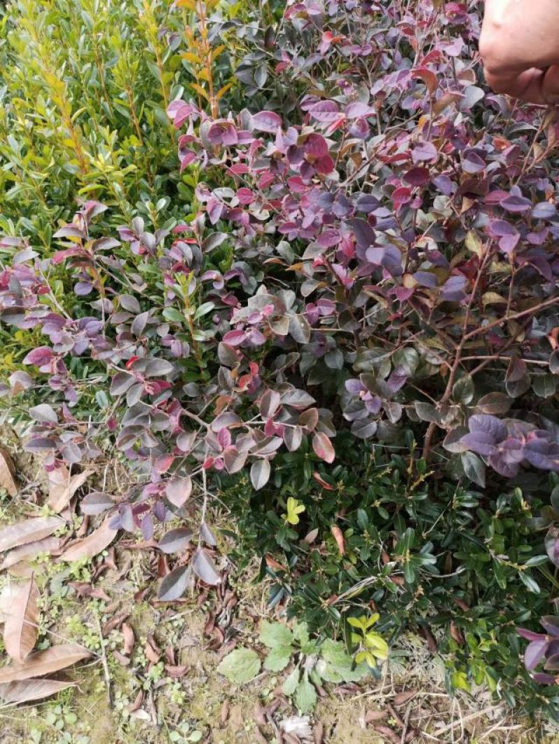 【自产自销】红花继木苗绿化工程红花继木小苗