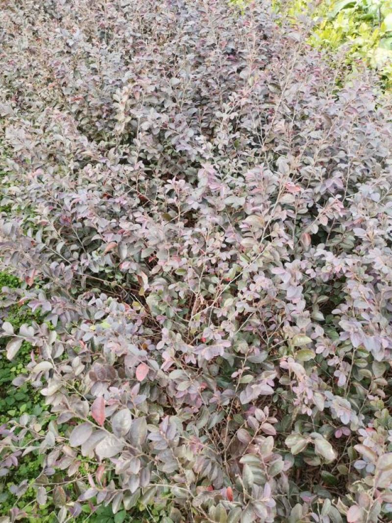 【自产自销】红花继木苗绿化工程红花继木小苗