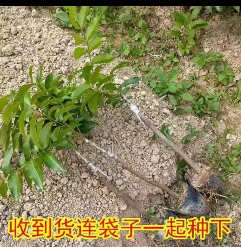 橄榄树苗黑橄榄树苗青橄榄树苗橄榄苗黄橄榄嫁接苗油橄榄