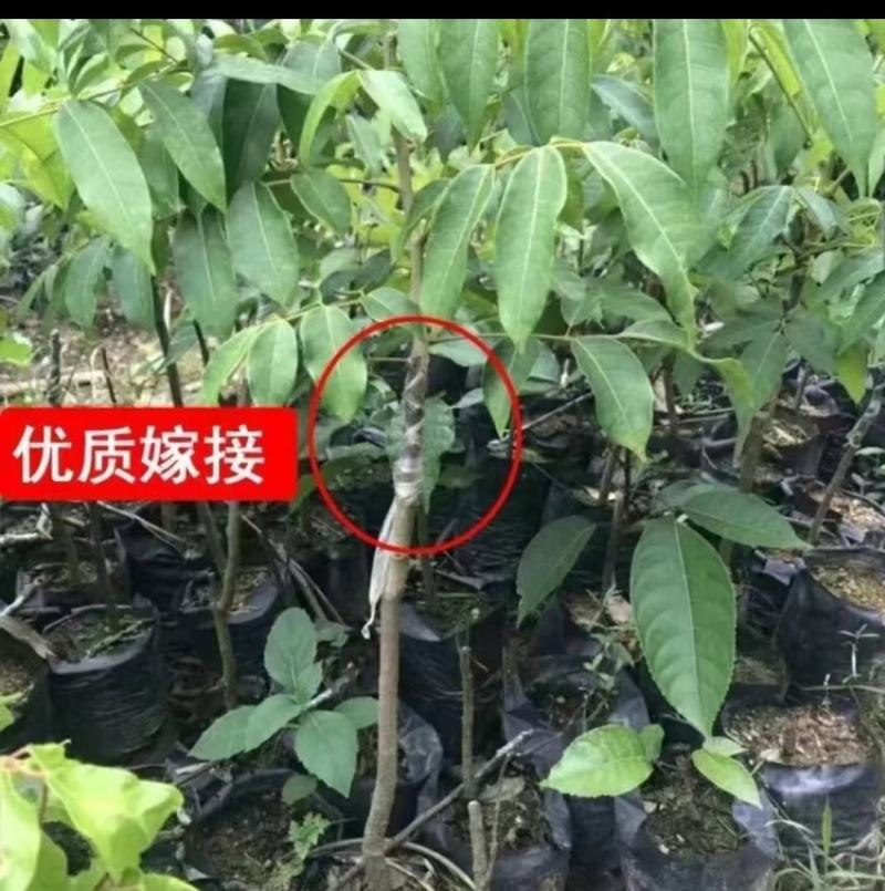 橄榄树苗黑橄榄树苗青橄榄树苗橄榄苗黄橄榄嫁接苗油橄榄