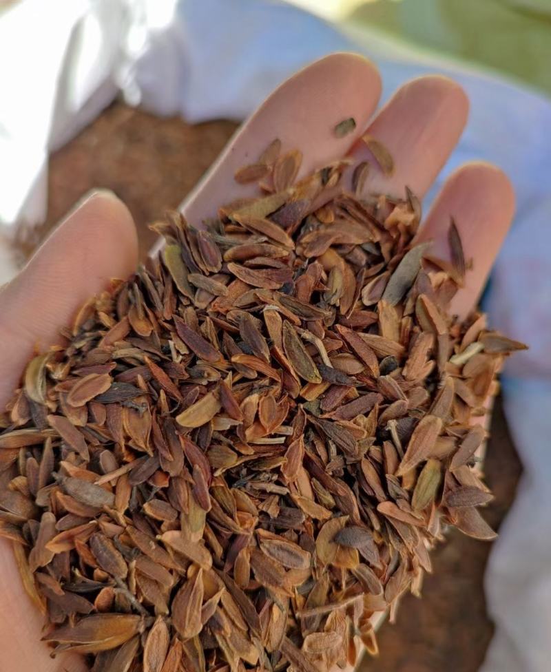黄柏种子黄菠萝种子当年新采提供种植技术量大从优