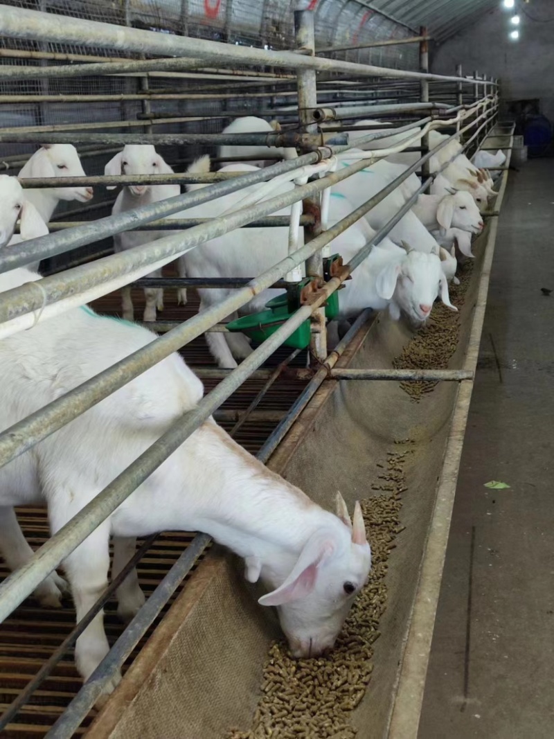 源头好粪生物肥料：发酵羊粪、颗粒羊粪