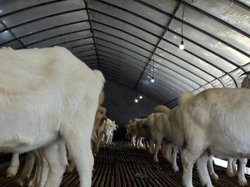 源头好粪生物肥料：发酵羊粪、颗粒羊粪