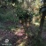【自产自销】桂花桩景桂花盆景
