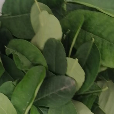 广东香水柠檬叶大量有货泰式菜鱼生专用