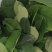 广东香水柠檬叶大量有货泰式菜鱼生专用