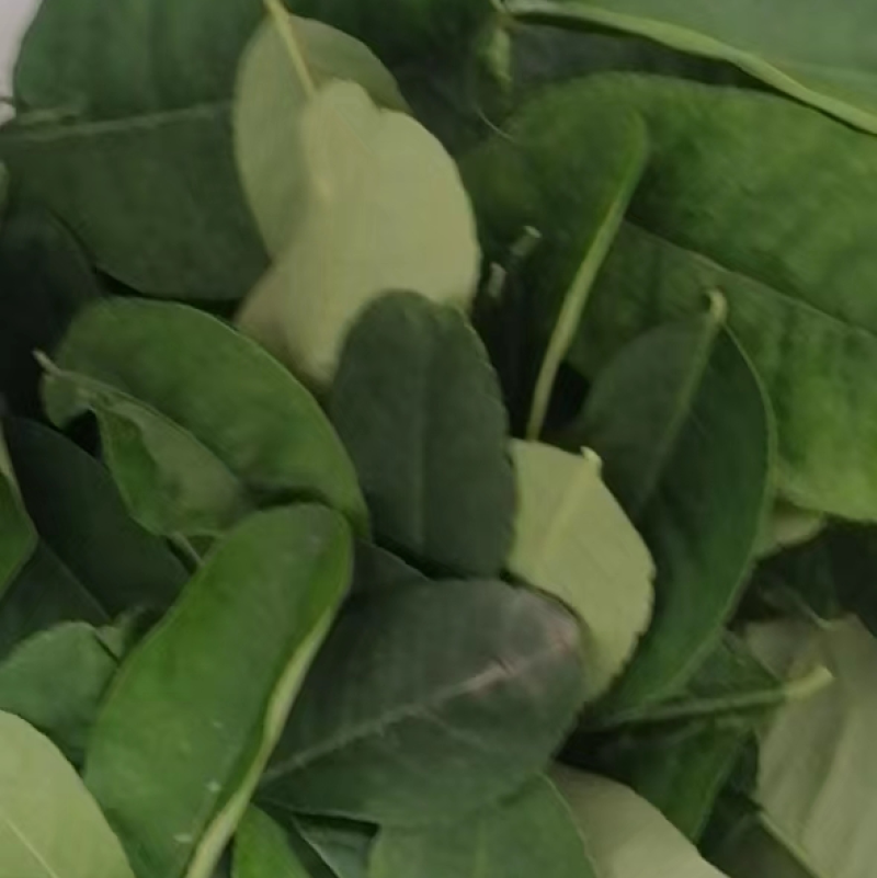 广东香水柠檬叶大量有货泰式菜鱼生专用