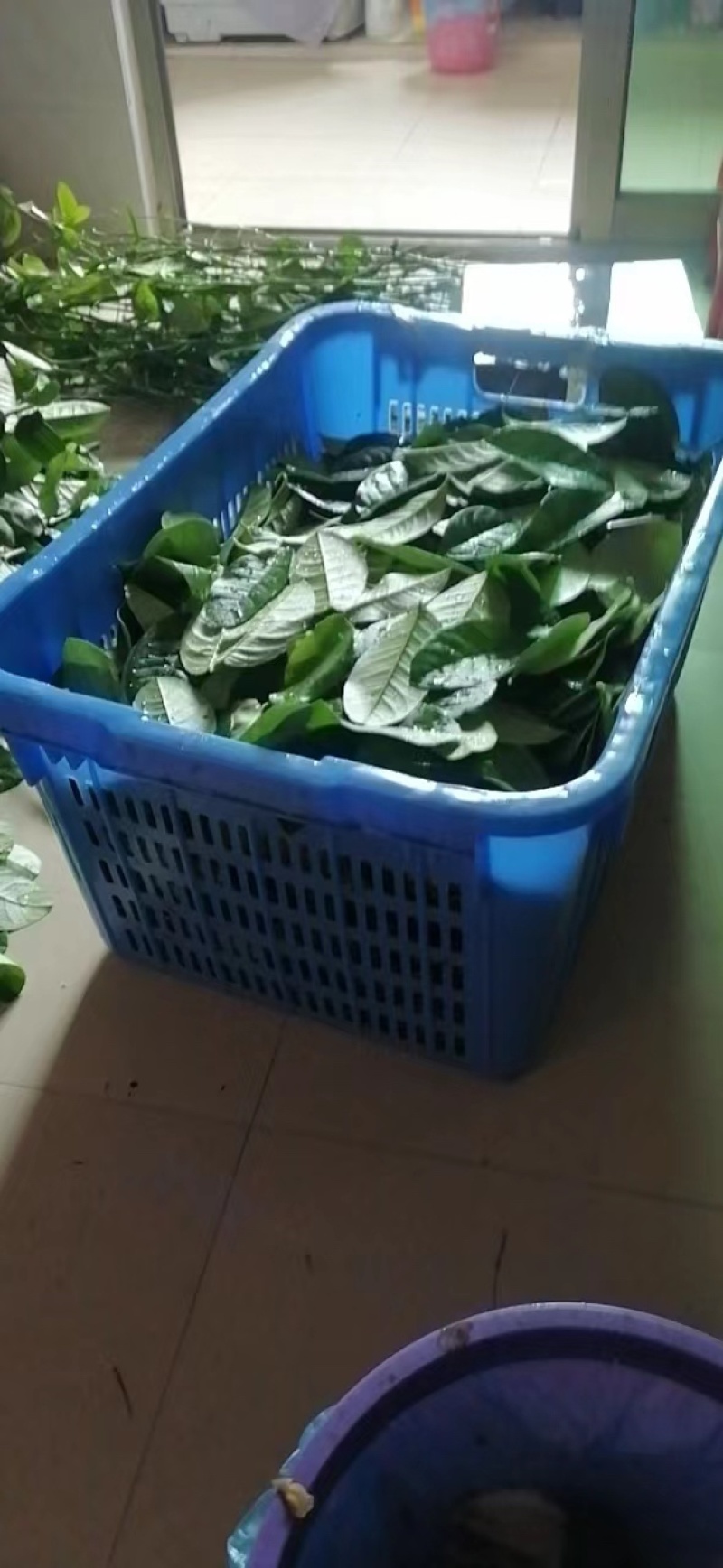 广东香水柠檬叶大量有货泰式菜鱼生专用