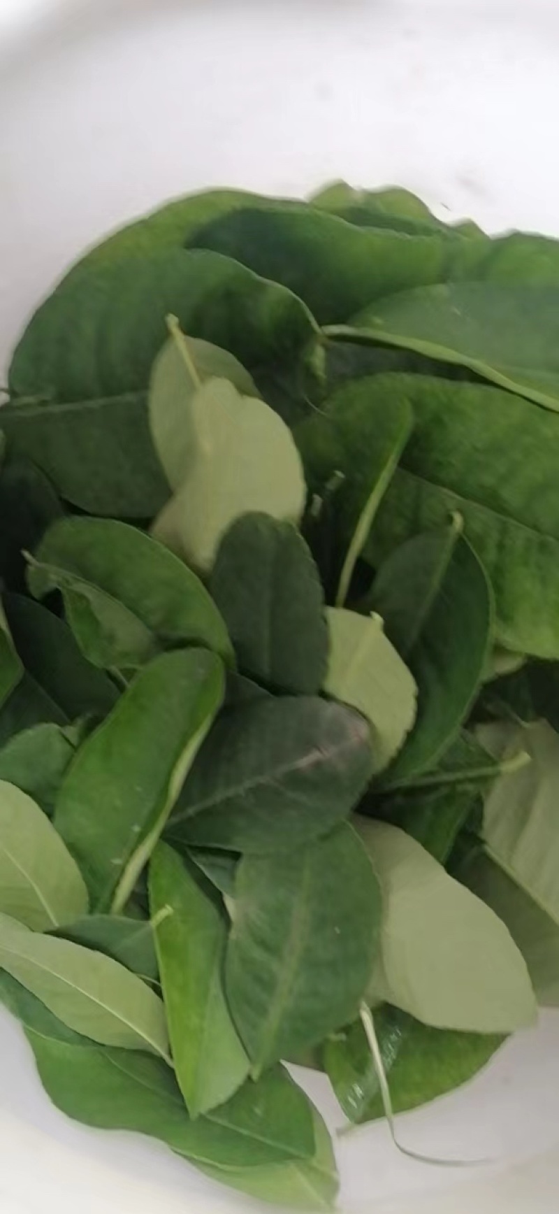 广东香水柠檬叶大量有货泰式菜鱼生专用