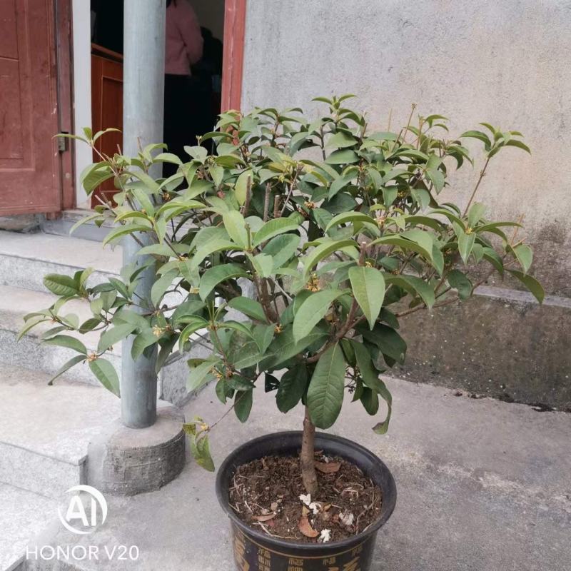 【自产自销】桂花桩景桂花盆景
