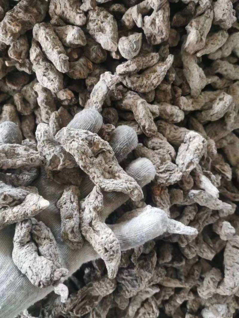 山西运城临猗干湿地黄大量供应中，欢迎有需要的前来选购