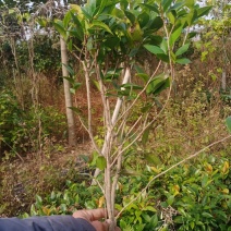 赤丹，赤丹红，十大名贵茶花品种。庭院，木盆栽的优良品