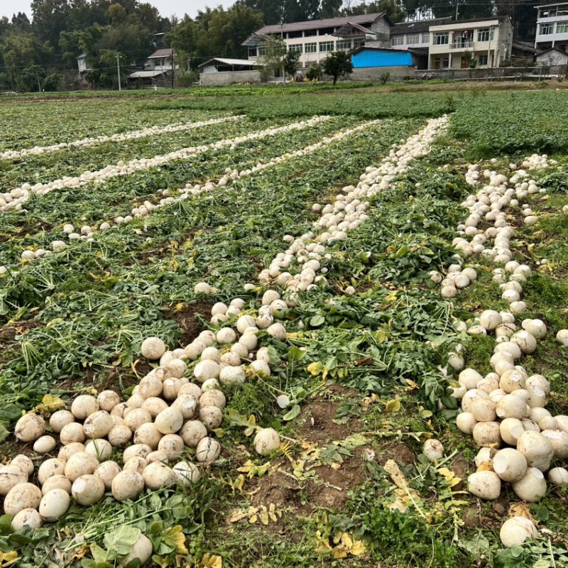 圆根萝卜大量供应现货产地直销可供全国欢迎咨询