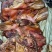 烟熏去骨腊整只猪头(腊肉香肠源头工厂一手货源量大从优)